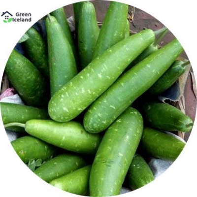 Picture of 10 Pcs Hybrid  Long Lau Seeds - 10 Pcs Seeds