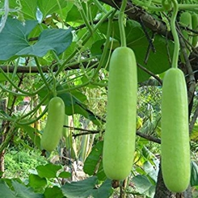 Picture of 10 Pcs Hybrid  Long Lau Seeds - 10 Pcs Seeds