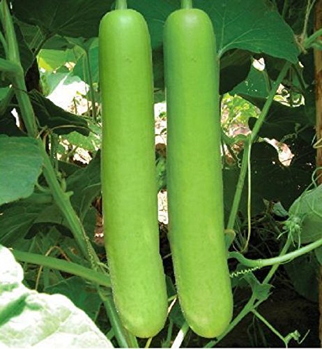 Picture of 10 Pcs Hybrid  Long Lau Seeds - 10 Pcs Seeds