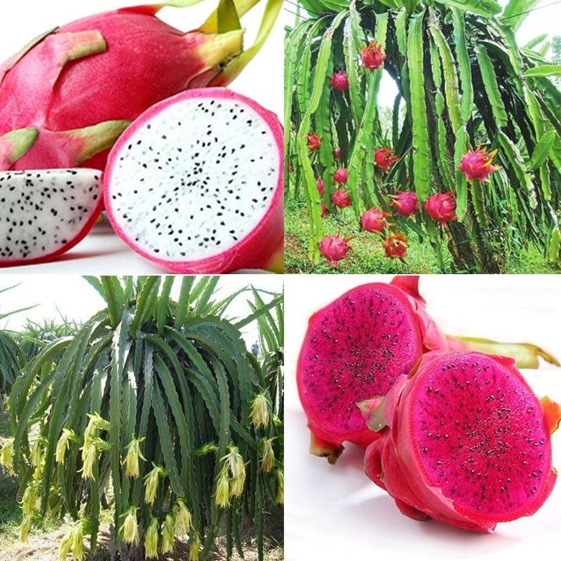 Picture of Bonsai Pitaya fruit tree plants Seed-25 Pcs seeds
