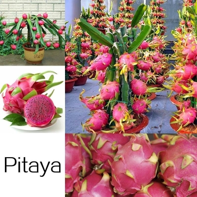 Picture of Bonsai Pitaya fruit tree plants Seed-25 Pcs seeds