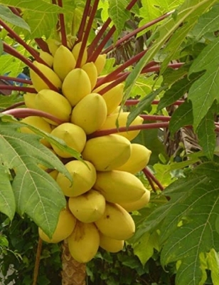 Picture of Global Yollow Papaya Plants Rare Jardin Heirloom Organic Vegetable Fruit -10pcs seeds