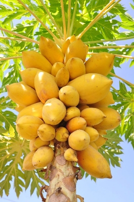 Picture of Global Yollow Papaya Plants Rare Jardin Heirloom Organic Vegetable Fruit -10pcs seeds