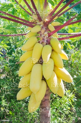 Picture of Global Yollow Papaya Plants Rare Jardin Heirloom Organic Vegetable Fruit -10pcs seeds
