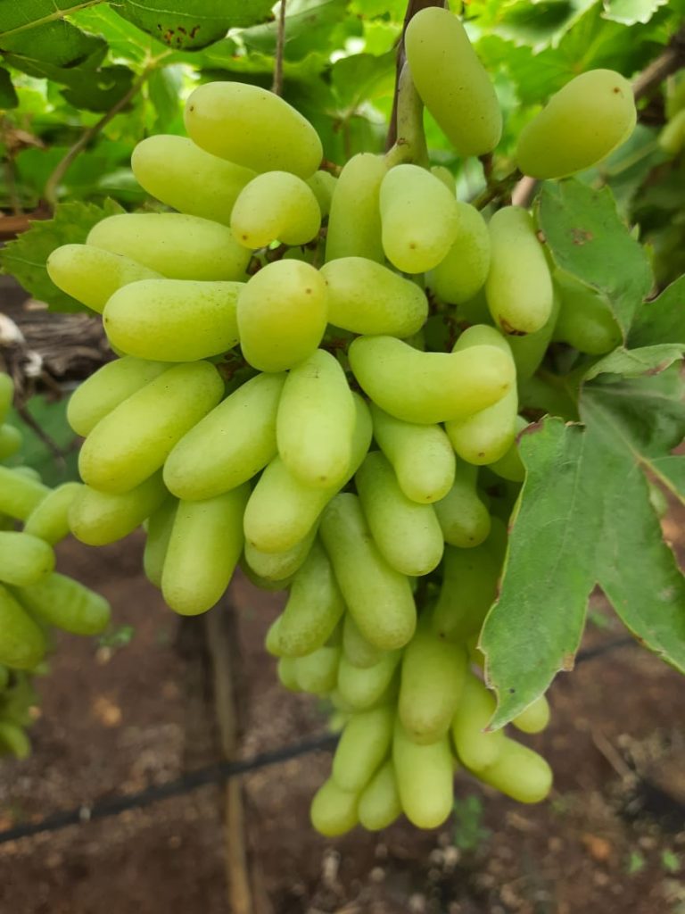 Picture of (All Season) Long Sweet Green Grape Tree Seeds Home Garden Plants Seeds - 15 Pcs Seeds