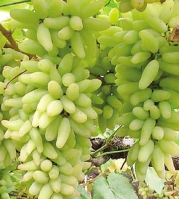 Picture of (All Season) Long Sweet Green Grape Tree Seeds Home Garden Plants Seeds - 15 Pcs Seeds