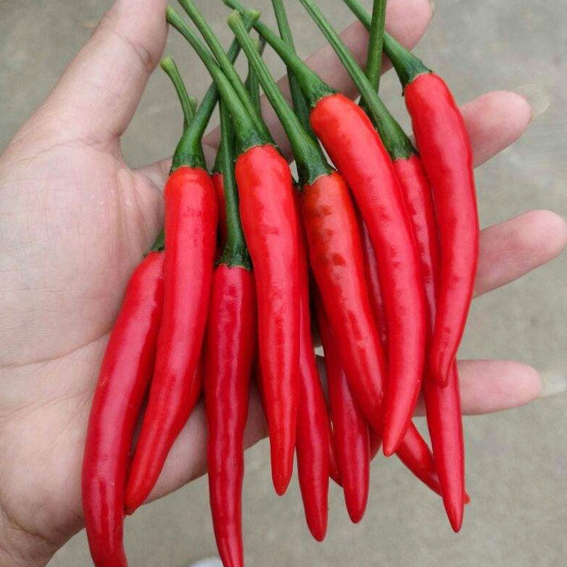 Picture of Raree Jing Cai Zi Pepper bonsai Pcs organic vegetable bonsais- 20Pcs seeds