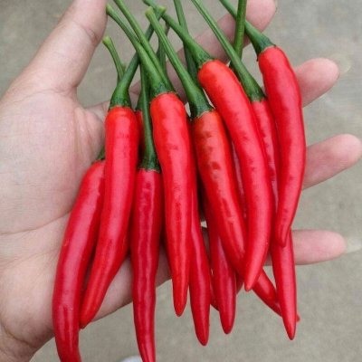 Picture of Raree Jing Cai Zi Pepper bonsai Pcs organic vegetable bonsais- 20Pcs seeds