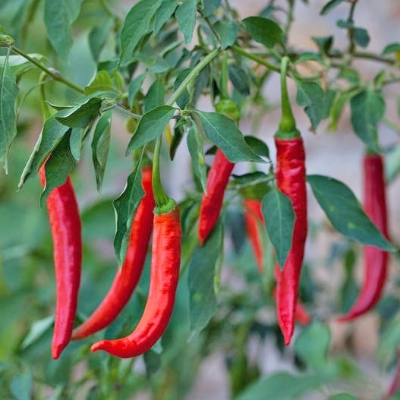 Picture of Raree Jing Cai Zi Pepper bonsai Pcs organic vegetable bonsais- 20Pcs seeds