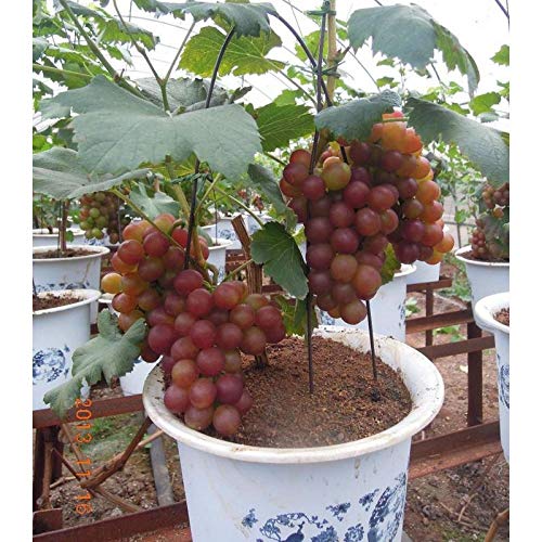 Picture of 10Pcs Sweet Red Pearl Raisin Grape Fruits Seeds Bonsai Orchard Sweet Grape seeds Farm Outdoor Bonsai Plants Potted for Home Garden Supplies-10Pcs seeds