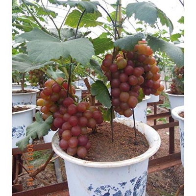 Picture of 10Pcs Sweet Red Pearl Raisin Grape Fruits Seeds Bonsai Orchard Sweet Grape seeds Farm Outdoor Bonsai Plants Potted for Home Garden Supplies-10Pcs seeds