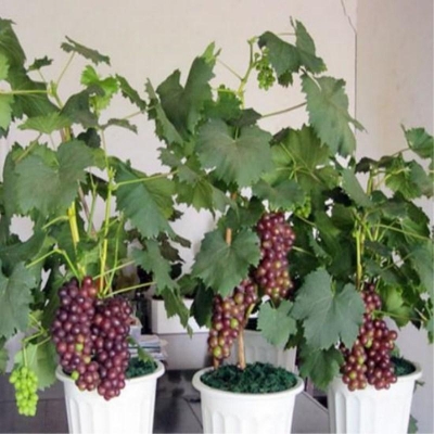 Picture of 10Pcs Sweet Red Pearl Raisin Grape Fruits Seeds Bonsai Orchard Sweet Grape seeds Farm Outdoor Bonsai Plants Potted for Home Garden Supplies-10Pcs seeds