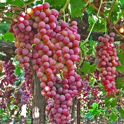 Picture of 10Pcs Sweet Red Pearl Raisin Grape Fruits Seeds Bonsai Orchard Sweet Grape seeds Farm Outdoor Bonsai Plants Potted for Home Garden Supplies-10Pcs seeds
