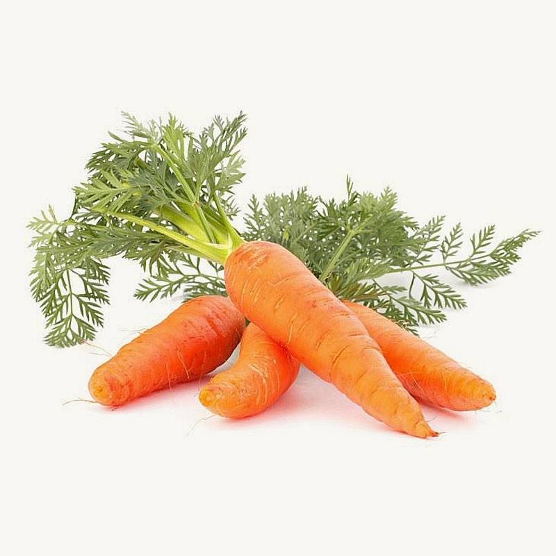 Picture of All Season Deshi Organic Carrot Seeds  - 50 Pcs Seeds