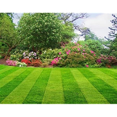 Picture of All Season Lawn Green Grass Seeds -100+ Pcs Seeds