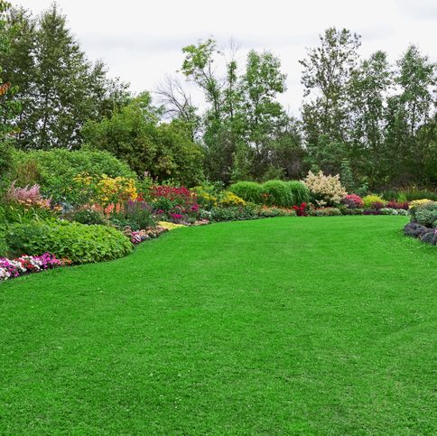 Picture of All Season Lawn Green Grass Seeds -100+ Pcs Seeds