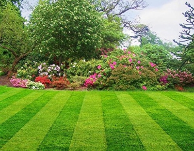 Picture of All Season Lawn Green Grass Seeds -100+ Pcs Seeds