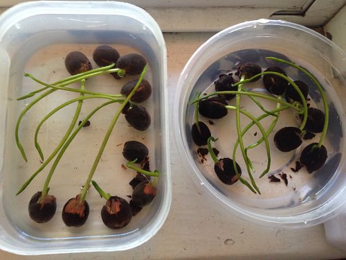 Picture of Japanese Lotus Flower Bonsai Seeds - 3 Pcs SeedS