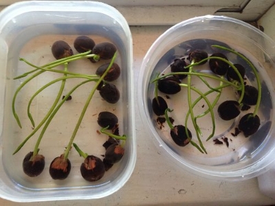 Picture of Japanese Lotus Flower Bonsai Seeds - 3 Pcs SeedS