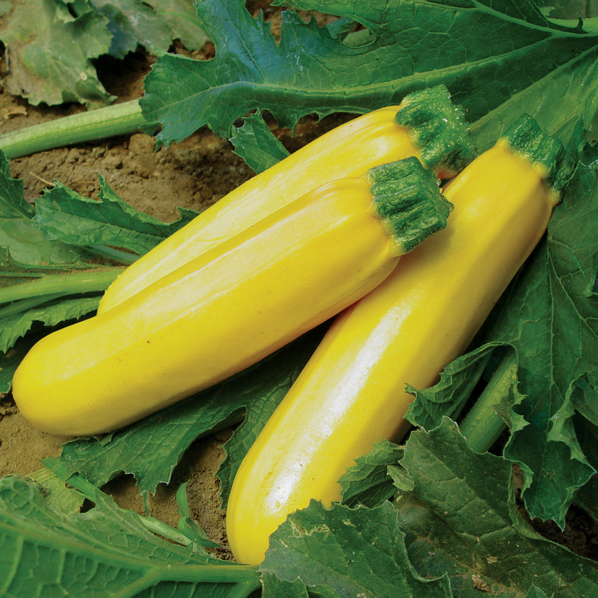 Picture of Rare Organic Garden Gold Squash Seeds - 10 Pcs Seeds