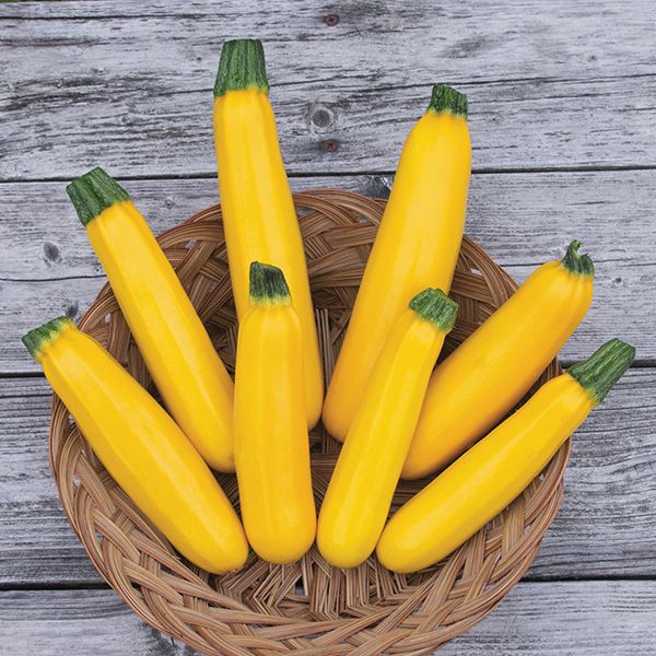 Picture of Rare Organic Garden Gold Squash Seeds - 10 Pcs Seeds