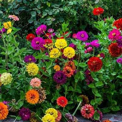 Picture of 20 Pcs Mix Zinnia Flowers Californian Seeds