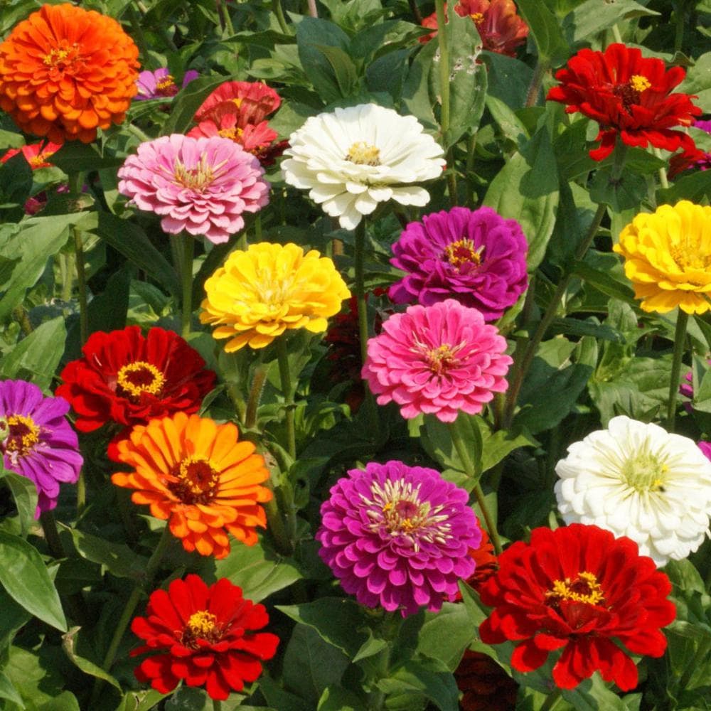 Picture of 20 Pcs Mix Zinnia Flowers Californian Seeds