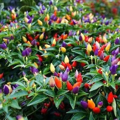 Picture of Global organic Ornamental Chili Seeds - 20 Pcs Seeds