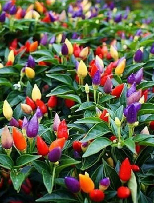 Picture of Global organic Ornamental Chili Seeds - 20 Pcs Seeds