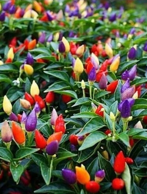 Picture of Global organic Ornamental Chili Seeds - 20 Pcs Seeds