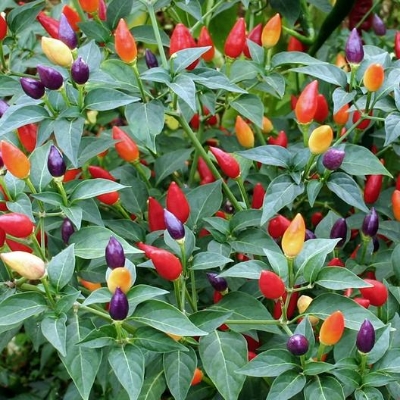 Picture of Global organic Ornamental Chili Seeds - 20 Pcs Seeds