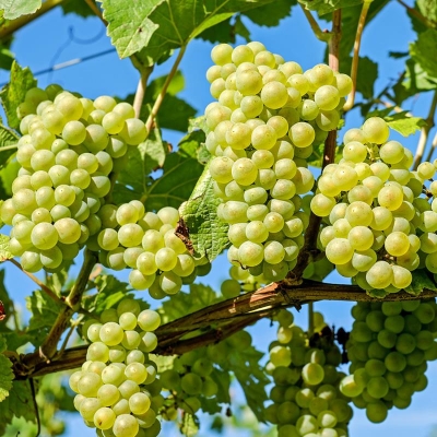 Picture of All Season Sweet Green Grape Seeds- 20 Pcs Seeds