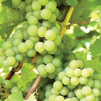 Picture of All Season Sweet Green Grape Seeds- 20 Pcs Seeds