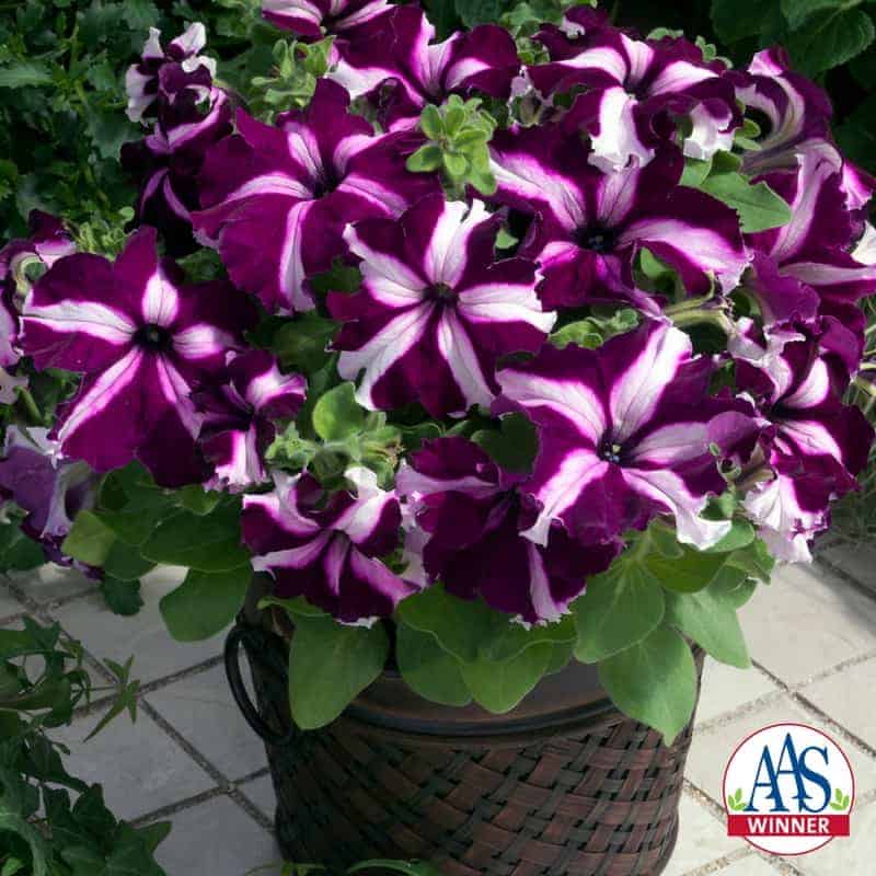 Picture of Organic Mix Petunia Flower Seeds - 20 Pcs Seeds