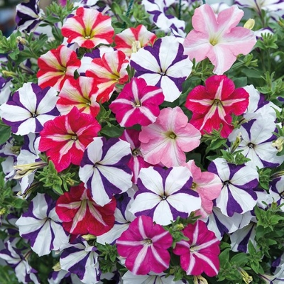 Picture of Organic Mix Petunia Flower Seeds - 20 Pcs Seeds