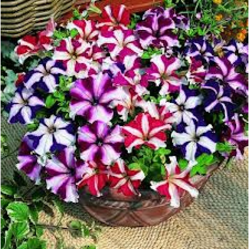 Picture of Organic Mix Petunia Flower Seeds - 20 Pcs Seeds