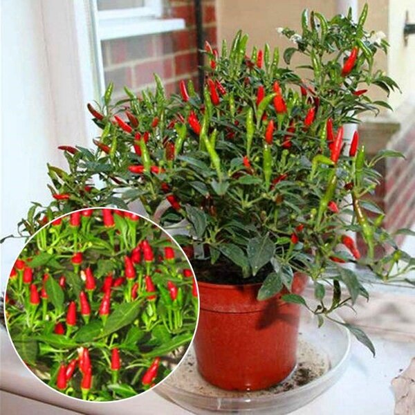 Picture of 20 Pcs Organic Red Pepper Seeds Garden Long Chili Vegetable Seeds Home Kitchen Seasoner-20Pcs seeds
