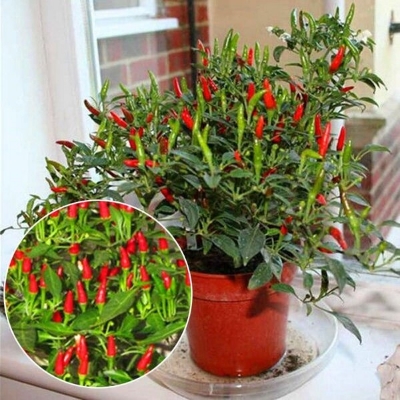 Picture of 20 Pcs Organic Red Pepper Seeds Garden Long Chili Vegetable Seeds Home Kitchen Seasoner-20Pcs seeds