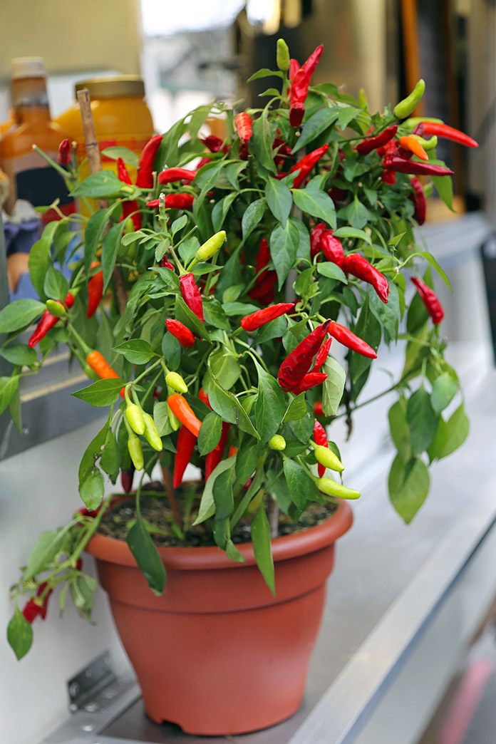 Picture of 20 Pcs Organic Red Pepper Seeds Garden Long Chili Vegetable Seeds Home Kitchen Seasoner-20Pcs seeds