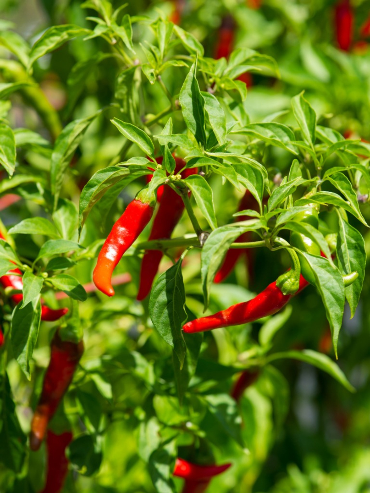 Picture of 20 Pcs Organic Red Pepper Seeds Garden Long Chili Vegetable Seeds Home Kitchen Seasoner-20Pcs seeds