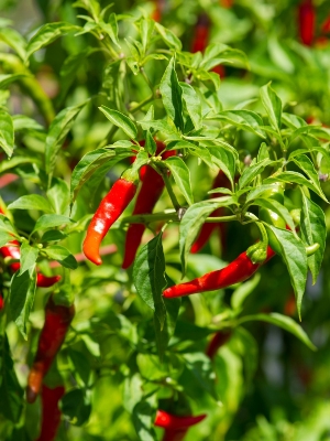 Picture of 20 Pcs Organic Red Pepper Seeds Garden Long Chili Vegetable Seeds Home Kitchen Seasoner-20Pcs seeds