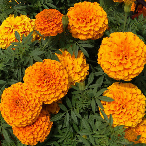 Picture of 20 Pcs Global Yellow Marigold Flower Bonsai Seeds
