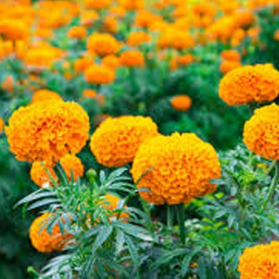 Picture of 20 Pcs Global Yellow Marigold Flower Bonsai Seeds