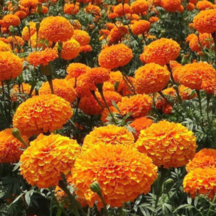 Picture of 20 Pcs Global Yellow Marigold Flower Bonsai Seeds