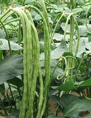 Picture of Deshi Organic Long Bean Seeds- 10 pcs seeds