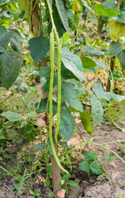 Picture of Deshi Organic Long Bean Seeds- 10 pcs seeds