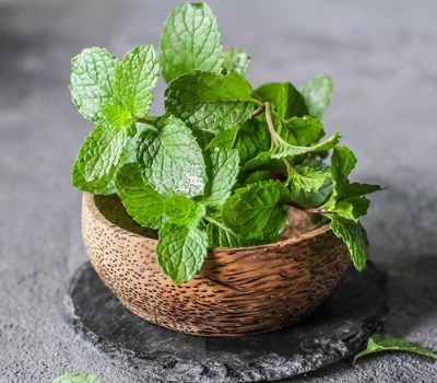 Picture of 30 Pcs Global Pudina / Mint Tree Seeds ( all season )