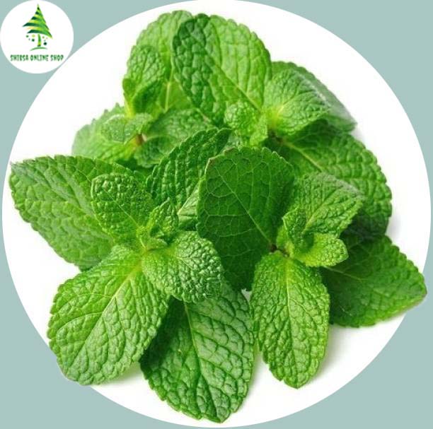 Picture of 30 Pcs Global Pudina / Mint Tree Seeds ( all season )