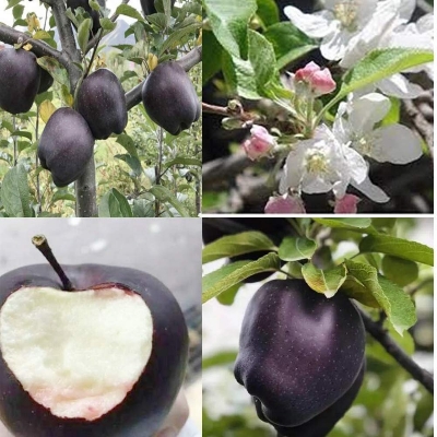 Picture of Australian Bonsai Black Sweet Apple Fruit Seeds - 15 Pcs Seeds