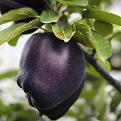 Picture of Australian Bonsai Black Sweet Apple Fruit Seeds - 15 Pcs Seeds